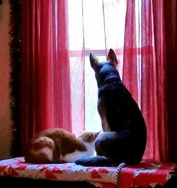 Australian Cattle Dogs Good With Cats
