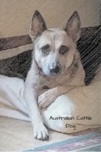 Australian cattle dog