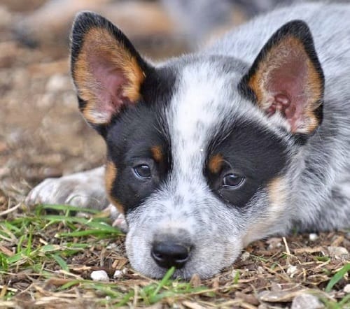 potty train your puppy