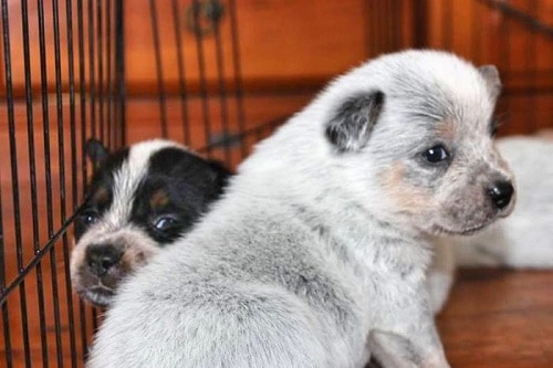 Australian Cattle Dog Socialization