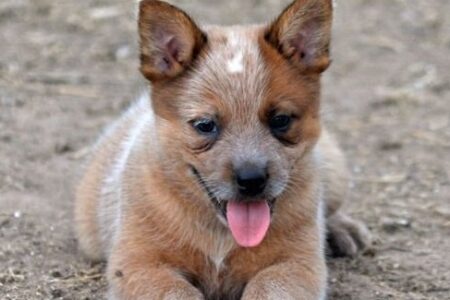 How to potty train your puppy