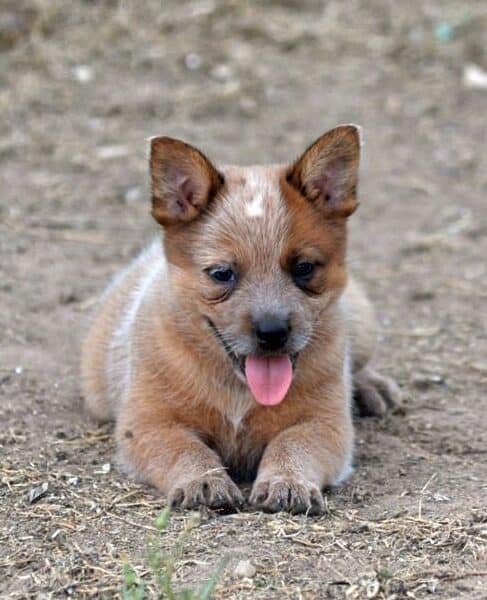 How to potty train your puppy