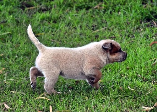 How to potty train your puppy