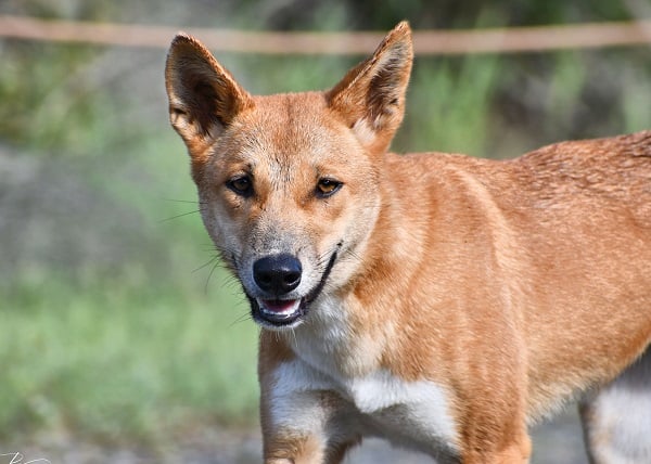 What breeds make up the Australian Cattle Dog