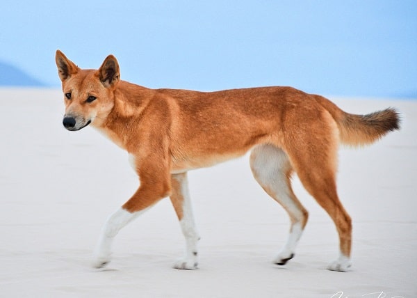 What breeds make up the Australian Cattle Dog
